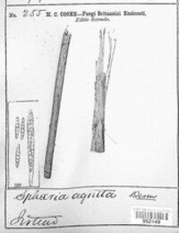 Plenodomus agnitus image